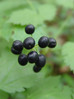 Črnoga navadna 5 Actaeae spicata.JPG