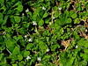 1 detelja podzemna Trifolium subterraneum IMG_3016.JPG
