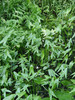 135 Sagitaria sagittifolia 2.JPG