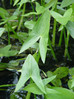 135 Sagitaria sagittifolia 3.JPG
