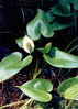 Kacunka močvirska 1 Calla palustris.jpg