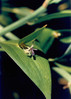Lobodika širokolistna 2 Ruscus hypoglossum.jpg