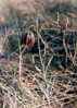 Logarica gorska 1 Fritillaria orientalis.jpg