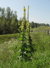 Lučnik navadni Verbascum phlomoides 1DSC02359.JPG