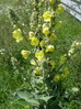 Lučnik navadni Verbascum phlomoides 2DSC02361.JPG