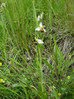 Mačje uho čebeljeliko 1 Ophrys apifera DSC09878.JPG
