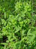 Mleček sladki 2 Euphorbia dulcis.JPG