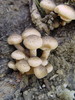 Mraznica čebulasta Armillaria cepistipes DSC03744.JPG
