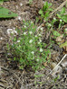 Peščenka navadna Arenaria serpyllifolia DSC09551.JPG