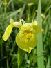 Perunika vodna 3 Iris pseudacorus.JPG