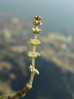 Rmanec klasasti 3 Myriophyllum spicatum DSC01113.JPG