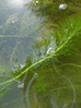 Rmanec vretenčasti 1a Myriophyllum verticillatum DSC01161.JPG