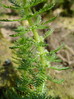 Rmanec vretenčasti 3 Myriophyllum verticillatum DSC01150.JPG