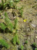 Rmanec vretenčasti 3a Myriophyllum verticilatum DSC01151.JPG