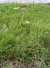 Seljanka navadna Selinum carvifolia 1DSC01741.JPG