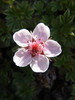 Triglavska roža Potentilla nitida DSC01503.JPG