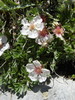 Triglavska roža Potentilla nitida DSC01508.JPG