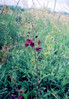 Vijolični lučnik 1 Verbascum phoeniceum.jpg