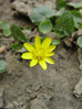 Zlatica lopatičasta Ranunculus vicaria DSC08027.JPG