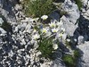 ivanjscica kamniska Leucanthemum lithopolitanicum IMG_3505a.jpg