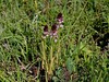 kukavica poletna Neotinea ustulata subsp. aestivalis IMG_7797 (1).jpg