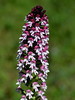 kukavica poletna Neotinea ustulata subsp. aestivalis IMG_7839.JPG