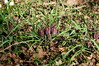 logarica mocvirska Fritillaria meleagris IMG_2411a.JPG