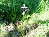 macje uho bertolonijevd Ophrys bertolonii IMG_1123.JPG