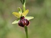 macje uho ilirsko Ophrys illyrica IMG_6238.jpg