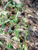 macje uho temno Ophrys incubacea IMG_1177.JPG
