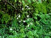 obrocnica navadna Adenophora liliifolia IMG_5196a.jpg