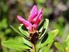 slec rjasti Rhododendron ferrugineum IMG_6440a.jpg