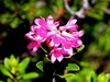 slec rjasti Rhododendron ferrugineum IMG_6442a.jpg