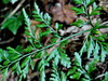 srsaj kijastolistni Asplenium cuneifolium IMG_1776.JPG