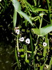 strelusa navadna Sagittaria sagittifolia IMG_7990.JPG
