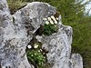 zlatica alpska Ranunculus alpestris 1IMG_3823a.jpg