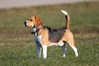 1581-beagle.jpg