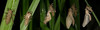 Ime datoteke: 238, preobrazba~0.JPG
Velikost datoteke: 38kB
Dimenzija: 900x270
Datum objave: 28. junij 2005 238, preobrazba~0.JPG