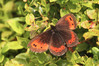 metulj 2 IMG_7666.jpg