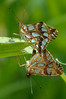 metulj odsev IMG_9187.jpg
