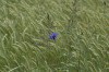 Ime datoteke: plavica IMG_4078~0.JPG
Velikost datoteke: 242kB
Dimenzija: 900x600
Datum objave: 19. maj 2007 plavica IMG_4078~0.JPG