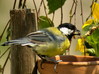 Ime datoteke: Velika sinica-16 ~0.jpg
Velikost datoteke: 186kB
Dimenzija: 897x673
Datum objave: 22. november 2010 Velika sinica-16 ~0.jpg