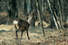 Ime datoteke: SRNJAK-123~0.jpg
Velikost datoteke: 187kB
Dimenzija: 900x600
Datum objave: 20. februar 2006 SRNJAK-123~0.jpg