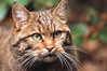 divja mačka 3-123.jpg