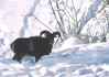 muflon v snegu-123.jpg
