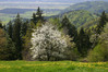 Ime datoteke: pomlad~0.jpg
Velikost datoteke: 149kB
Dimenzija: 800x533
Datum objave: 1. april 2005 pomlad~0.jpg