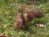 veverička 3.jpg