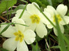 Ime datoteke: 3trobentice~0.jpg
Velikost datoteke: 47kB
Dimenzija: 567x425
Datum objave: 17. april 2006 3trobentice~0.jpg
