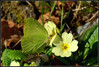 Ime datoteke: m-DSC_0513~0.JPG
Velikost datoteke: 285kB
Dimenzija: 1024x692
Datum objave: 20. februar 2016 m-DSC_0513~0.JPG