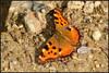 Ime datoteke: m_DSC_2990~0.JPG
Velikost datoteke: 291kB
Dimenzija: 1024x688
Datum objave: 20. februar 2016 m_DSC_2990~0.JPG